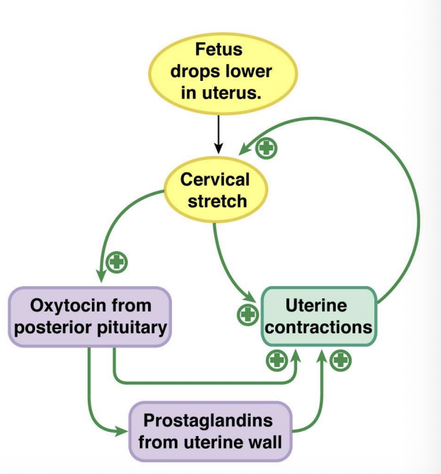 <ul><li><p>Before parturition, relaxin released from ovary and placenta loosens the ligaments in the pelvic bone and cause the cervix to soften</p></li></ul><p></p><p>Triggers/Initiation?</p><ul><li><p class="p1">increase Estrogen &amp; oxytocin receptors in uterus increase</p></li><li><p class="p1">increase Fetal cortisol</p></li><li><p class="p1">increase Placental corticotropin-releasing hormone (CRH)</p></li><li><p class="p1">increase Prostaglandins</p></li></ul><p></p>