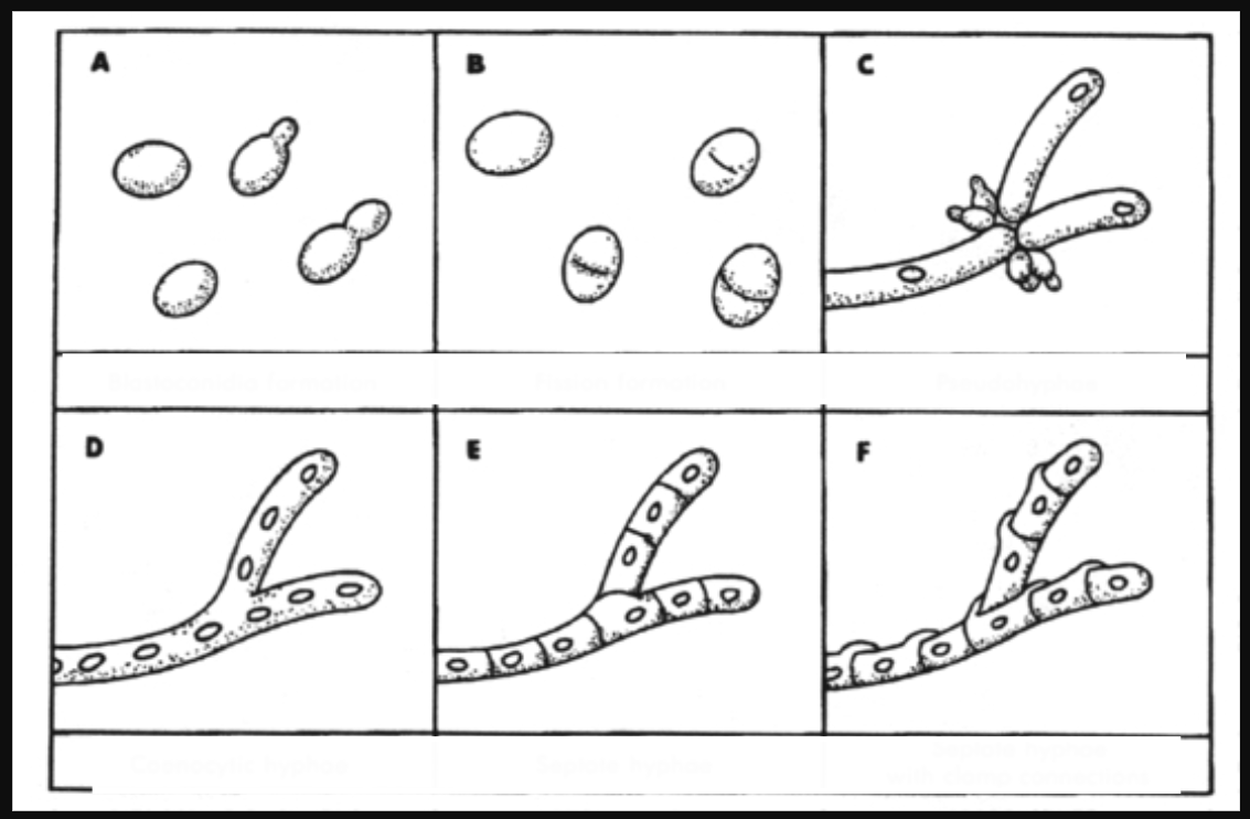 <p>typy vegetativních stélek</p>
