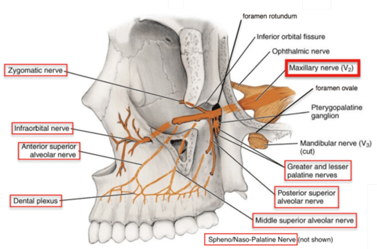<p>What is the course and type of the maxillary nerve (CN V2)?</p>
