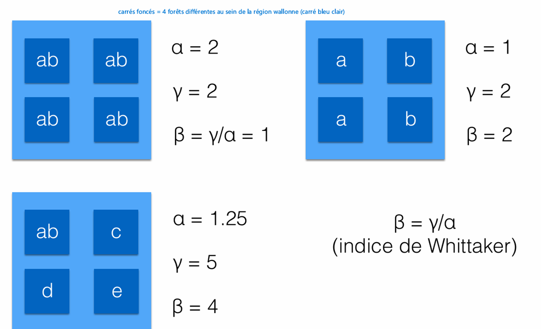 <p>Prenons trois forêts :</p><ul><li><p>Forêt A : espèces A et B</p></li><li><p>Forêt B : espèces A et C</p></li><li><p>Forêt C : espèces B et D</p></li></ul><p>Chaque forêt possède une diversité alpha égale à 2.<br>Mais si l’on considère l’ensemble des trois forêts, on observe les espèces A, B, C et D, soit une diversité gamma égale à 4.<br>La moyenne des diversités alpha est 2, donc la diversité bêta vaut 4 / 2 = 2. Cela montre qu’il existe un renouvellement important des espèces entre les sites.</p>