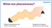 <p>Pheromones </p>