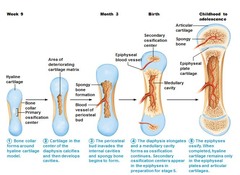 <p>The process of bone formation, beginning in embryonic development and continuing until adulthood.</p>