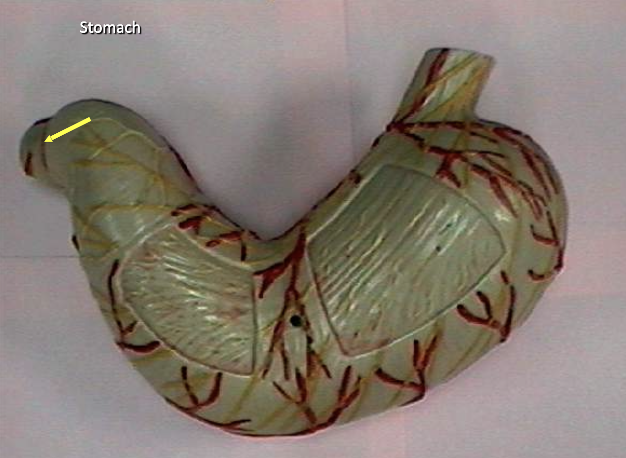 <p>Identify the organs of the digestive tract.</p>