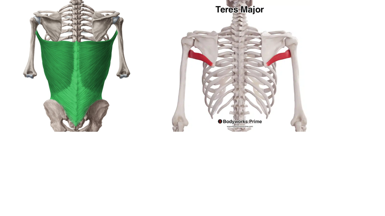 <p>Latissmuss Dorsi and Teres Major</p>