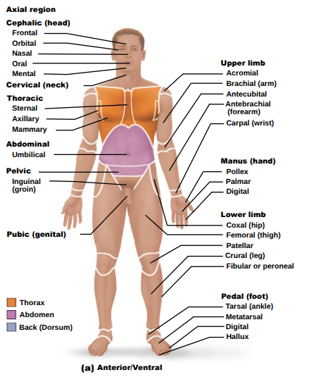 <p>Review: parts of the body and their corresponding regions from an anterior/ventral view</p>