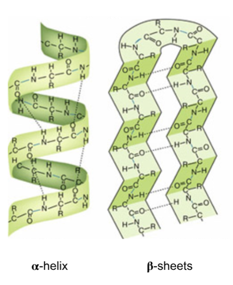 <ul><li><p>the folding and twisting of a single polypeptide chain into alpha helices and beta sheets, stabilized by hydrogen bonds between backbone atoms.</p></li></ul><p></p>