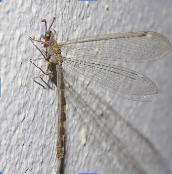 <p>lacewings, antlions, and allies</p>