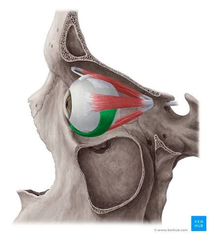 <p>What is the muscle highlighted in green</p>