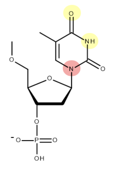<p>(when bonding to deoxyribose - H is lost as part of condensation reaction)</p>