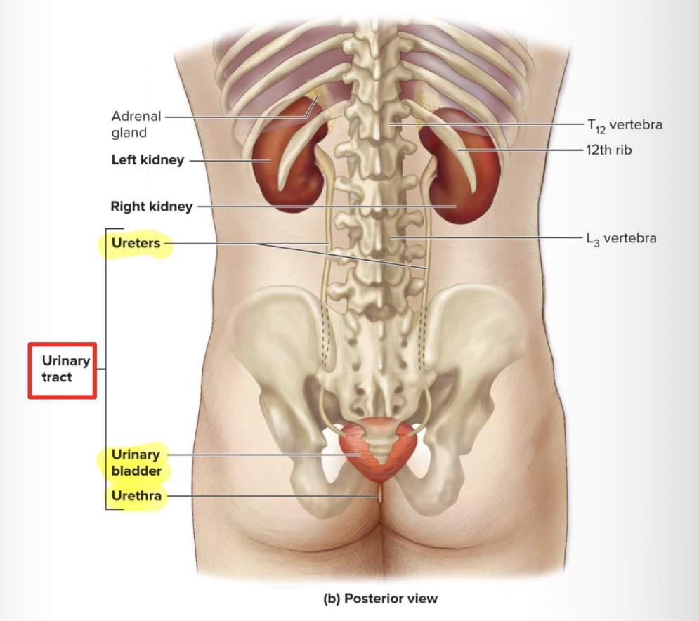 <p>Composed of:</p><ul><li><p>Ureters (2)</p></li><li><p>Urinary bladder</p></li><li><p>Urethra</p></li></ul><p></p>