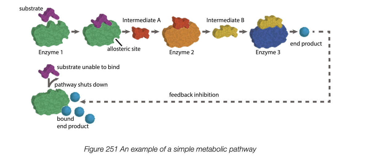 <ul><li><p>All biochemical reactions occurring in an organism and is critical to the survival of cells and organisms as a whole</p></li><li><p>metabolic pathways - substrate for the first reaction is converted to product by the first enzyme - product of that is substrate for the second and so on</p></li><li><p>sequence of chemical conversions continues til end product is made</p></li><li><p>each step is catalysed by specific enzyme, each substrate binds to one enzyme only</p></li></ul><p></p>