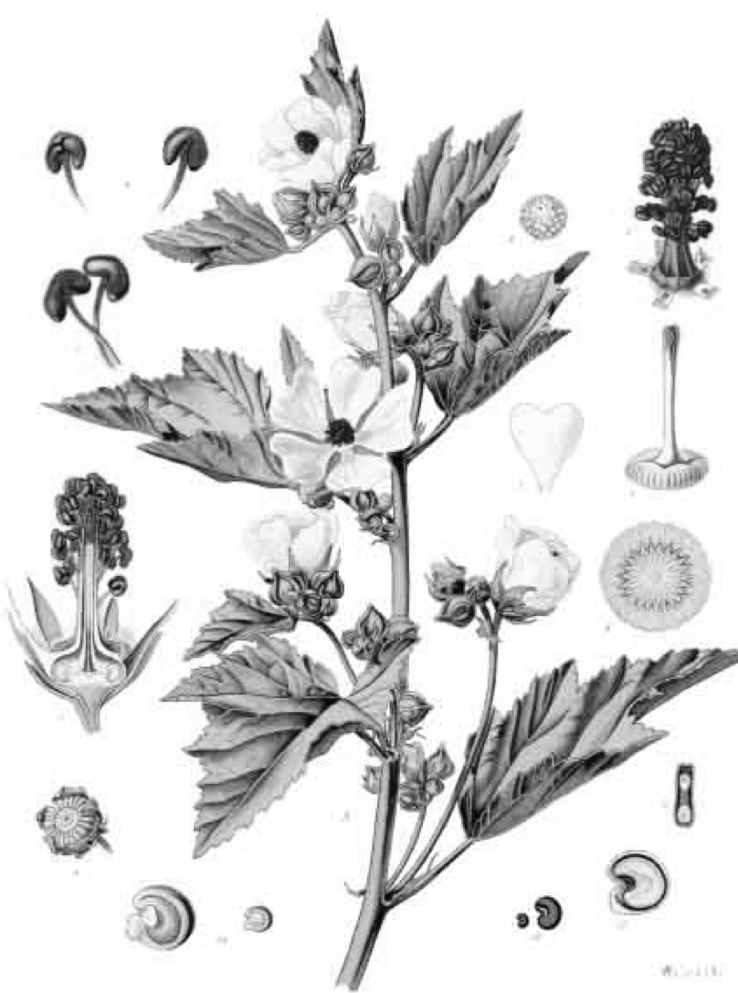 <p>Guimauve</p><p>Althea officinalis</p><p>MALVACEE</p>
