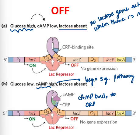<p>a. glucose high, cAMP low, lactose absent </p><p>b. glycose low, cAMP high, lactose absent</p>