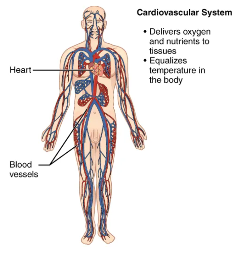 <p>internal transport of nutrients/oxygen to cells while wastes/carbon dioxide are transported away from body cells (heart, blood vessels)</p>