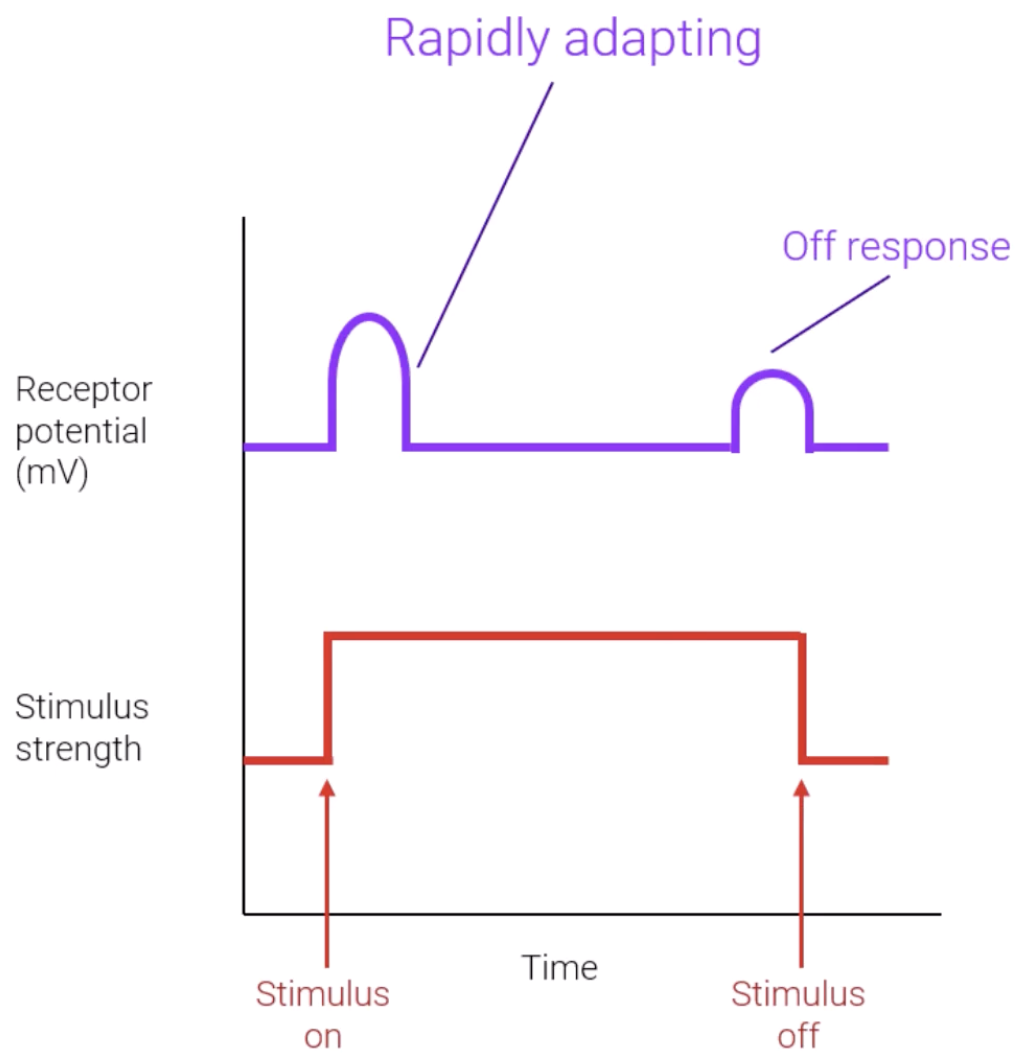 <p>When a constant stimulus is felt at the same level/intensity for a long time, phasic receptors <strong>adapt</strong> such that constant action potential are <strong><em><u>not being sent</u></em></strong> to the brain, neurons <em>adapt</em>.</p><p>When the constant stimulus’ intensity <strong>changes</strong> again, this sudden change triggers another rush of action potentials to the brain, as the previously adapted neurons must adapt <em>again</em>.</p><p><mark data-color="blue" style="background-color: blue; color: inherit;">Phasic receptors:</mark> Adapt <strong>quickly</strong>, only providing info on any quick changes to stimulus intensity.</p><ul><li><p>e.g touch receptors for pressure, smell receptors (osmoreceptors)</p></li><li><p>Putting on socks, you feel the pressure when you put them on, but forget about it as the day goes by, only feeling the pressure again when you take them off</p></li></ul><p></p>