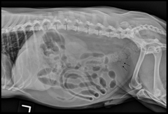 <p>For the true or false question, if the patient has radiographically evident urinary calculi = true = here</p>