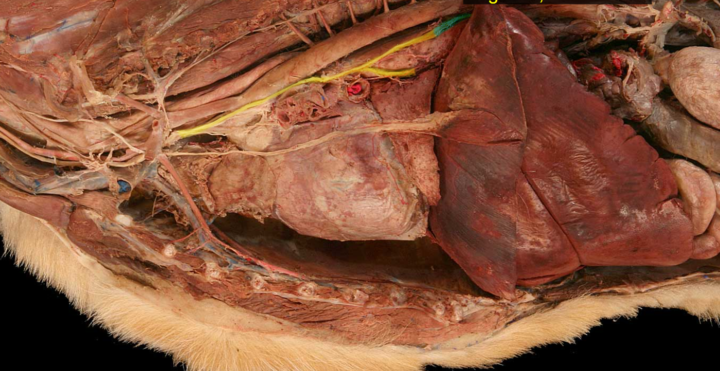 <p>name the structure highlighted green</p>