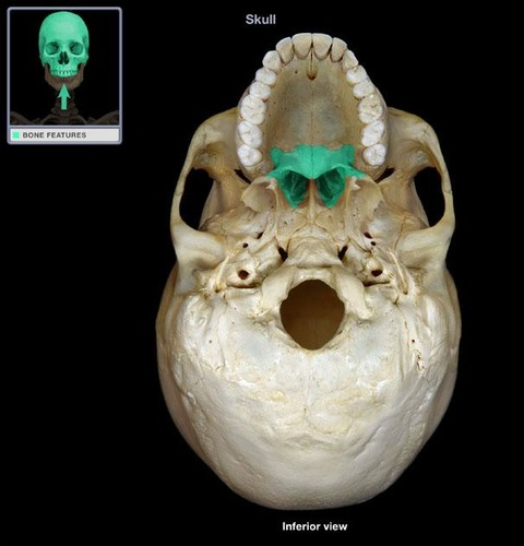 <p>What part of the skull is this?</p>