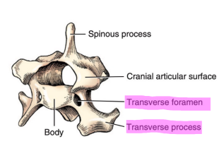 <p>Q: For the cervical vertebrae C3, C4, and C5, tubercles are present on the …… </p><p>A. cranial articular processes </p><p>B. caudal articular processes </p><p>C. transverse processes </p><p>D. spinous processes</p>