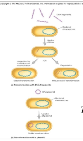 <p>bacterial transformation</p>