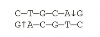 <p>Based on the figure, what type of cut is made by Pvull in the recognition site below? Choose all that apply. <br>- 3’ blunt end<br>- 3’ hydroxyl extension<br>- 3’ sticky end<br>- 5’ hydroxyl extension</p>