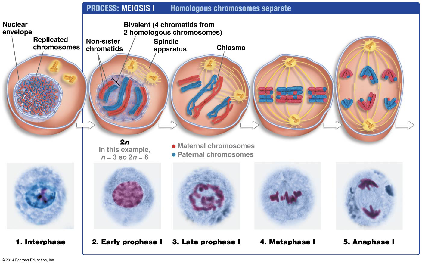<p>Separation of homologous chromosomes </p><p><strong>Prophase 1: </strong></p><p>•Crossing over: increases genetic diversity. mixture of chromosomes, parts of the chromosome swap with each other. </p><p>•Synapses (tetrads): the result of crossing over, 4 chromatids that are together. </p><p><strong>Metaphase 1: </strong></p><p><strong>•</strong>Independent Assortment: Homologous chromosomes line up at the metaphase plate randomly and will be distributed randomly, so there will be more possibility in genetic recombination. eg. humans have 8 million possibilities for genetic variety. </p><p>•Tetrads are together and are homologous. </p><p><strong>Anaphase 1: </strong></p><p><strong>•</strong>Homologous chromosomes are being separated by mitotic spindles </p><p><strong>Telophase 1 and Cytokinesis: </strong></p><p>•Nuclear envelope reforms</p><p>•Chromosomes dencondense </p><p></p><p><strong>Interkinesis </strong></p><p><strong>•</strong>Very short, brief resting phase between Meiosis 1 and 2. </p><p>•Similar to interphase except DNA replication doesn’t occur. </p><p>•Prepares for division by synthesizing more proteins/materials </p>
