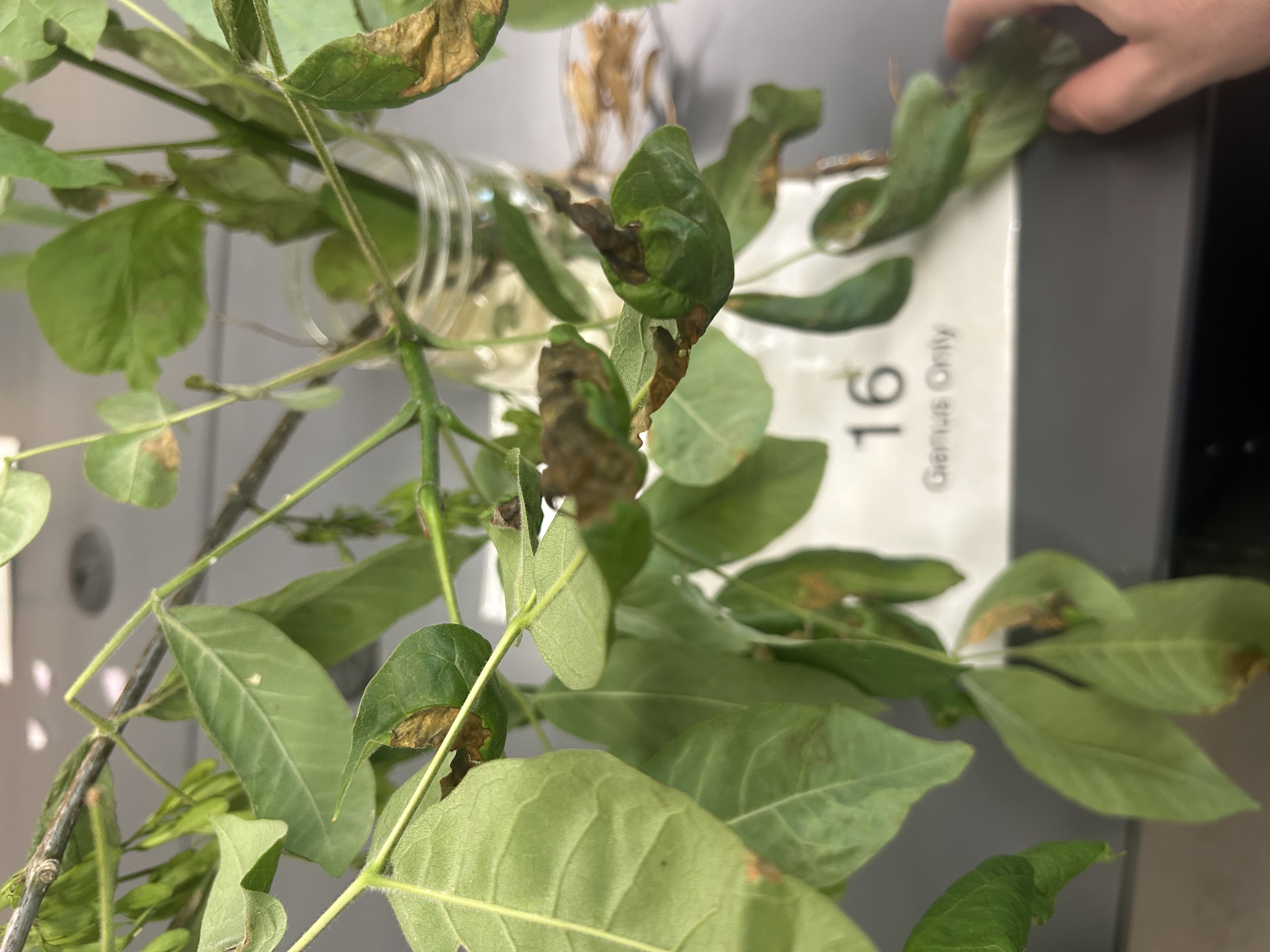 <p>Opposite compound leaves</p>