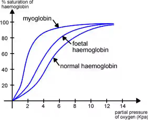<ul><li><p>Myoglobin has a higher affinity for oxygen than haemoglobin, especially at low partial pressures → oxygen dissociation curve shifts to the left</p></li><li><p>So in muscle cells, oxygen will unload from haemoglobin & bind to myoglobin</p></li></ul><p></p>
