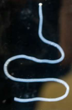 <p>Identify the Phylum &amp; name</p>