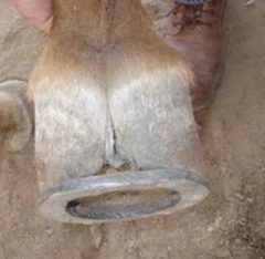 <p>How would you describe this hoof?</p>