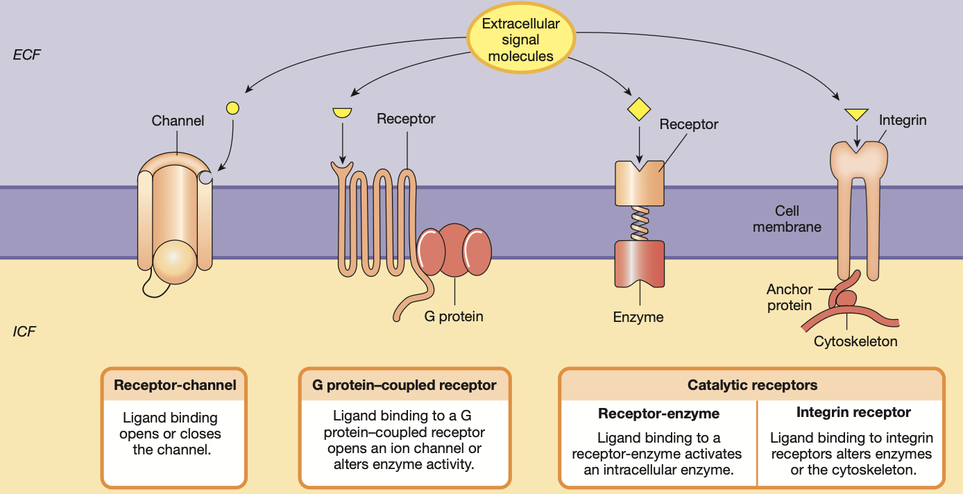 <ol><li><p><mark data-color="red" style="background-color: red; color: inherit;">Receptor channel</mark> — <strong>first messenger</strong> binding opens channel allowing passage of molecules in or out of the cell</p></li><li><p><mark data-color="red" style="background-color: red; color: inherit;">G-protein coupled receptor (GPRC)</mark> — <strong>first messenger</strong> binding influences inner protein studded on cell membrane to open ion channels or change enzyme activity</p></li><li><p><mark data-color="red" style="background-color: red; color: inherit;">Receptor-enzyme</mark><strong> </strong>— <strong>first messenger</strong> binding activated an intracellular enzyme</p></li><li><p><mark data-color="red" style="background-color: red; color: inherit;">Integrin receptor</mark><strong> </strong>— <strong>first messenger</strong> binding alters inner enzymes or cytoskeleton</p></li></ol><p></p>