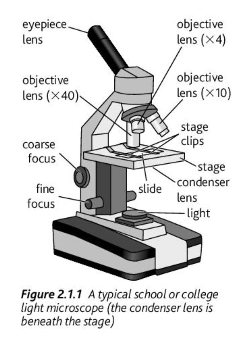 <p></p><ul><li><p><span><span>Eyepiece lens: magnifies image (usually ×10)</span></span></p></li><li><p><span><span>Objective lenses: provide different magnifications (×4, ×10, ×40)</span></span></p></li><li><p><span><span>Stage: holds slide</span></span></p></li><li><p><span><span>Coarse focus: brings image roughly into focus</span></span></p></li><li><p><span><span>Fine focus: sharpens image</span></span></p></li><li><p><span><span>Condenser lens: focuses light onto specimen</span></span></p></li></ul><p></p>