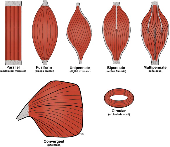 <p>How does muscle structure/shape affect function?</p>