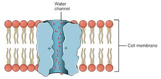<p>Movement of water across a semipermeable membrane from high to low concentration. Passive transport/does not require energy</p>