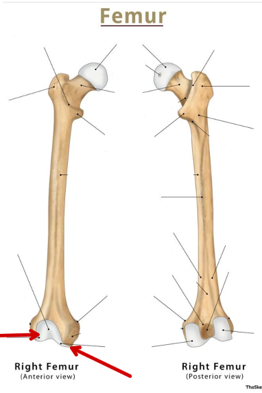 <p>Femur</p>