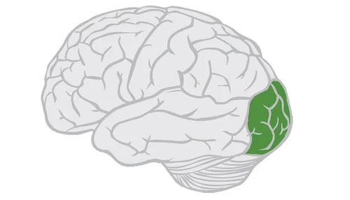 <p>Lobes of the brain that process visual information. Located at the posterior of the brain.</p>