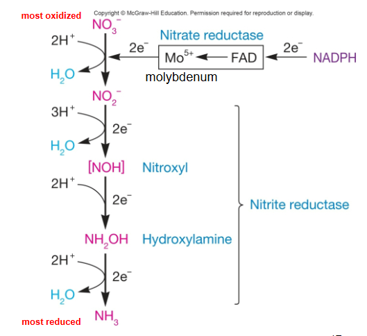 <p>the enzyme that <strong>reduces </strong>nitrite → ammonia</p><p><strong>NO2 → NH3 </strong></p><ul><li><p>produces water </p></li></ul><p></p>