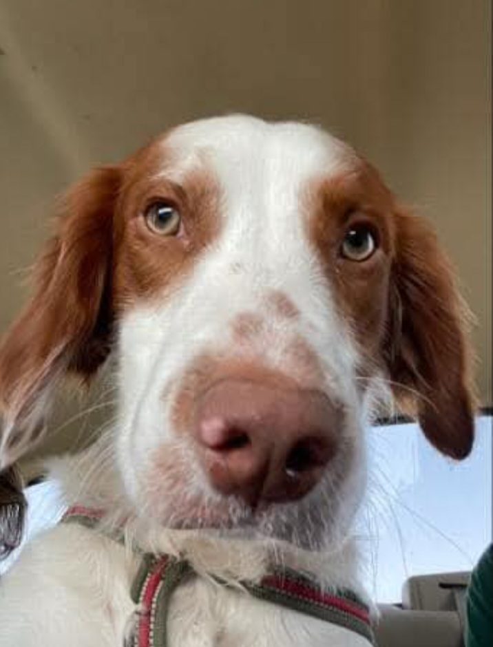 <p>Example item: Dog</p>