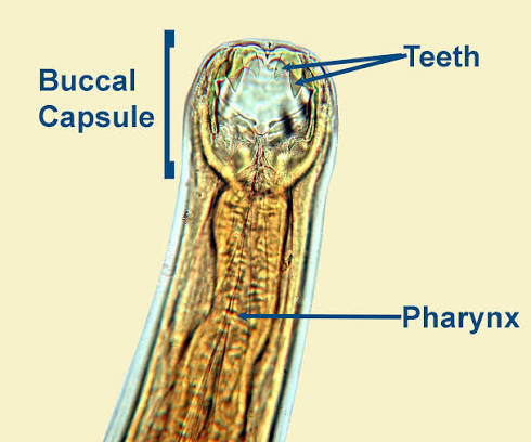 <p>Nematode</p>