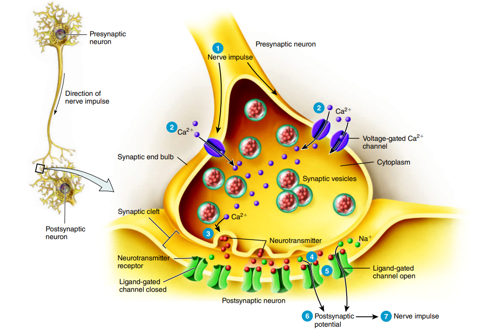 <p>Neurotransmitter binding to ligand-gated channels opens the channels, allowing specific ions to flow across the postsynaptic membrane.</p>
