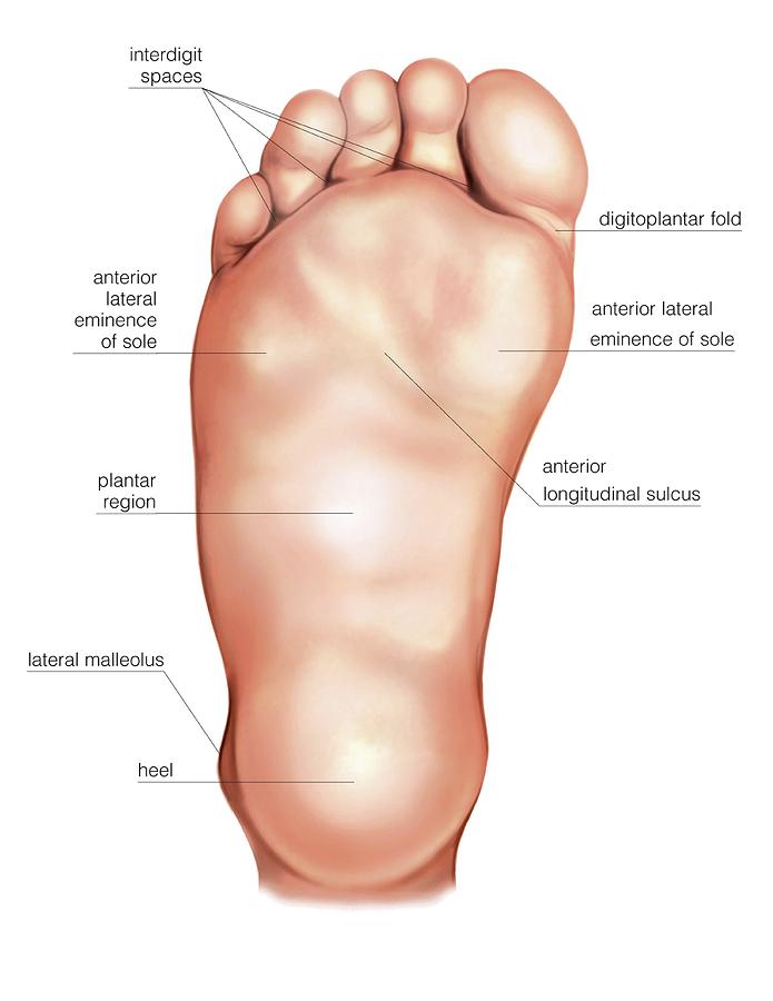 <p>Bottom of the foot</p>