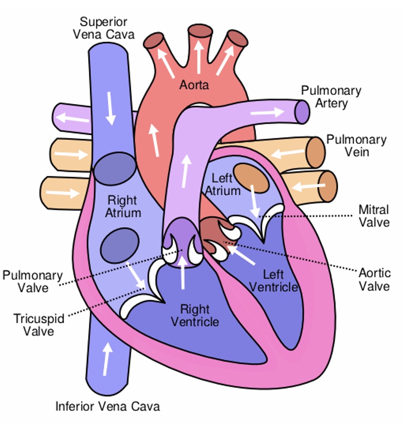 <p>Blood then travels to the lungs (pulmonary circulation) to receive oxygen, which then enters the left atrium, following into the left ventricle and out the aorta to the rest of the body.</p>