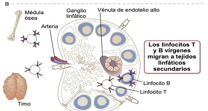 <p>migran continuamente entre los tejidos linfáticos secundarios</p>