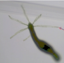 <p>A tiny, predatory freshwater animal related to jellyfish that can regenerate its entire body and shows no natural signs of aging</p><p>Habitat: Freshwater, slow-moving streams</p>