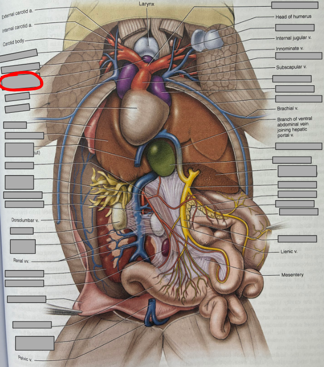 <p>What part of the organism is this?</p>