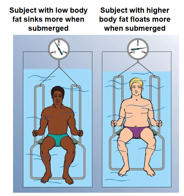 <p>Hydrostatic weighing allows for a VERY accurate measurement of body volume</p>