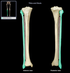 <p>The lateral and smaller bone of the lower leg.</p>