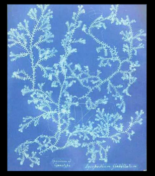 <p><span style="background-color: transparent;">Give the photographer and year of this image.<br>What is the significance of this image?</span></p>