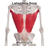 <p>extends, adducts, rotates the humerus medially </p>