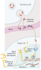 <p>- Hormone:Receptor complex → acts as a transcription factor</p><p>- MOA: Gene regulation</p>
